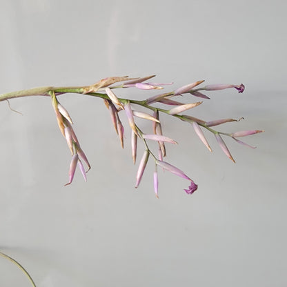 Tillandsia straminea thin 10"