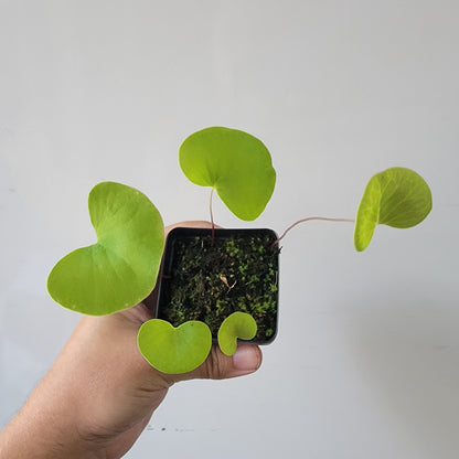 Utricularia reniformis