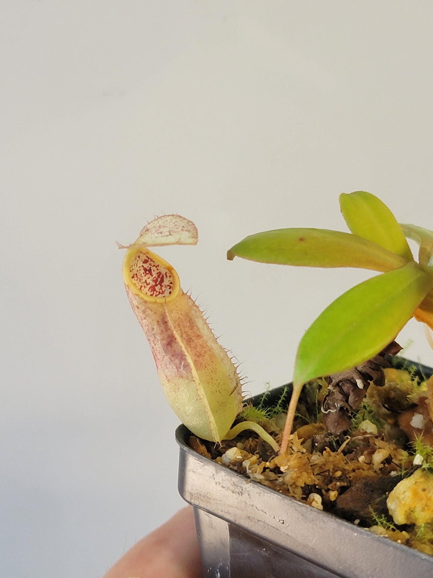 Nepenthes mapuluensis BCP