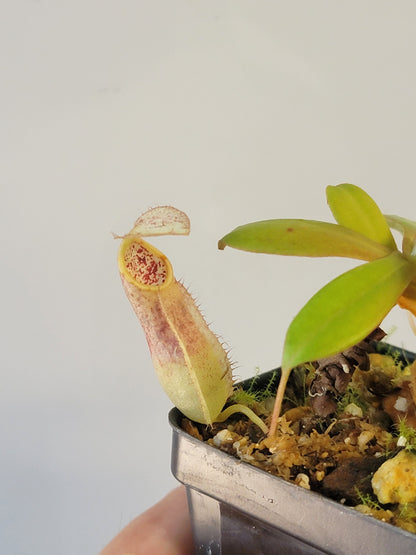 Nepenthes mapuluensis BCP