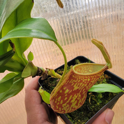 Nepenthes "St. Gaya"