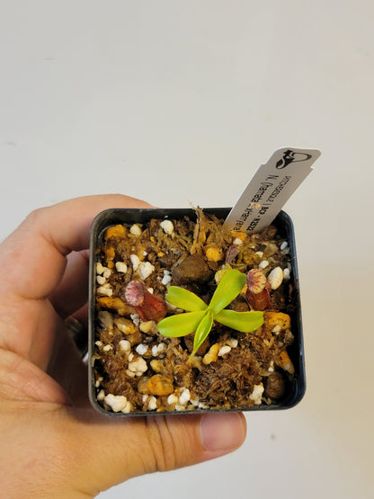 Nepenthes hamata x xHarryana BCP