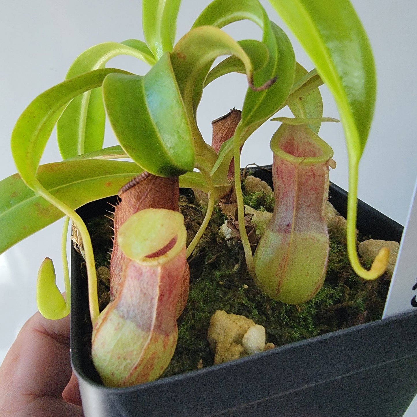 Nepenthes burkei BE *Medium*