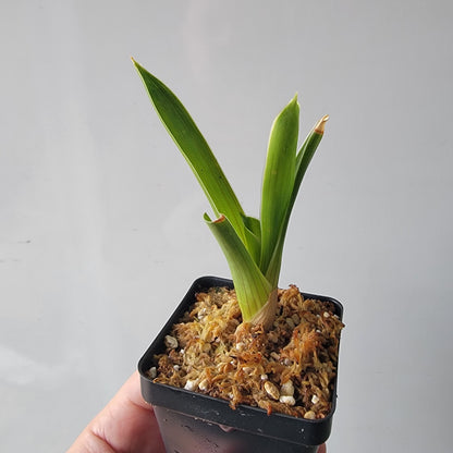 Brocchinia hechtioides BCP