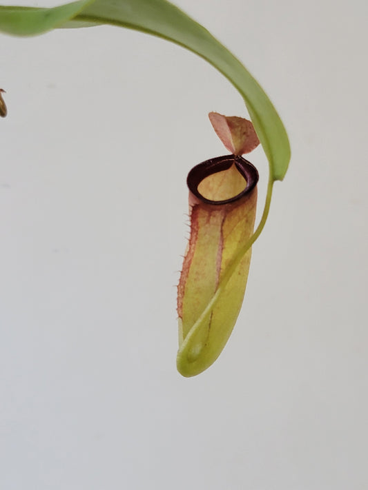 Nepenthes ampullaria x campanulata BE