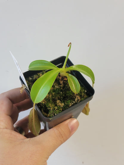 Nepenthes burkei x lowii BE