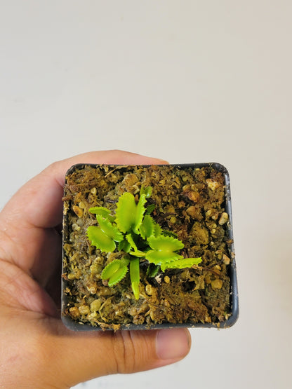 Dionaea musc. "GJ Shir Khan"
