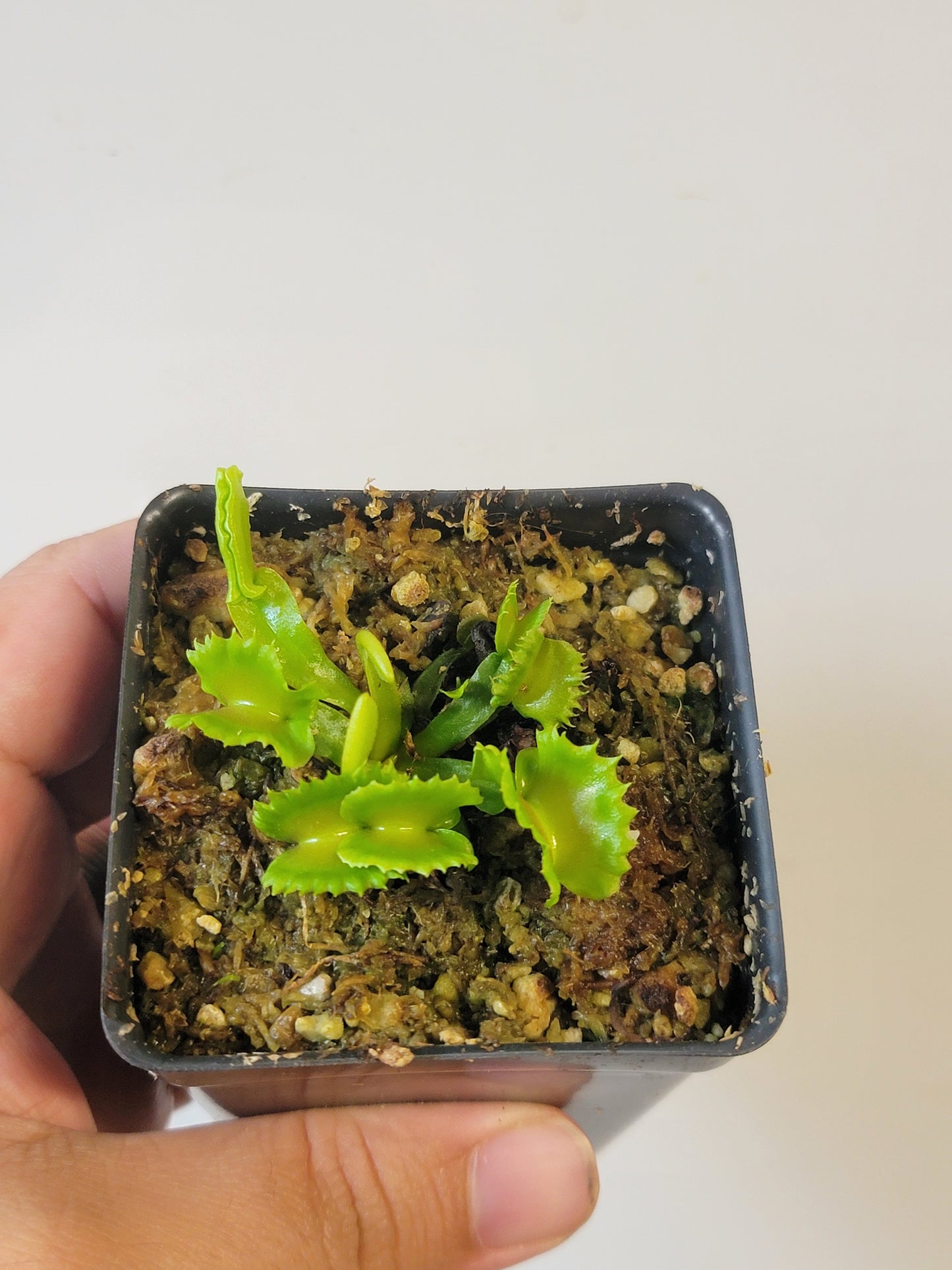 Dionaea musc. "Red Fox"