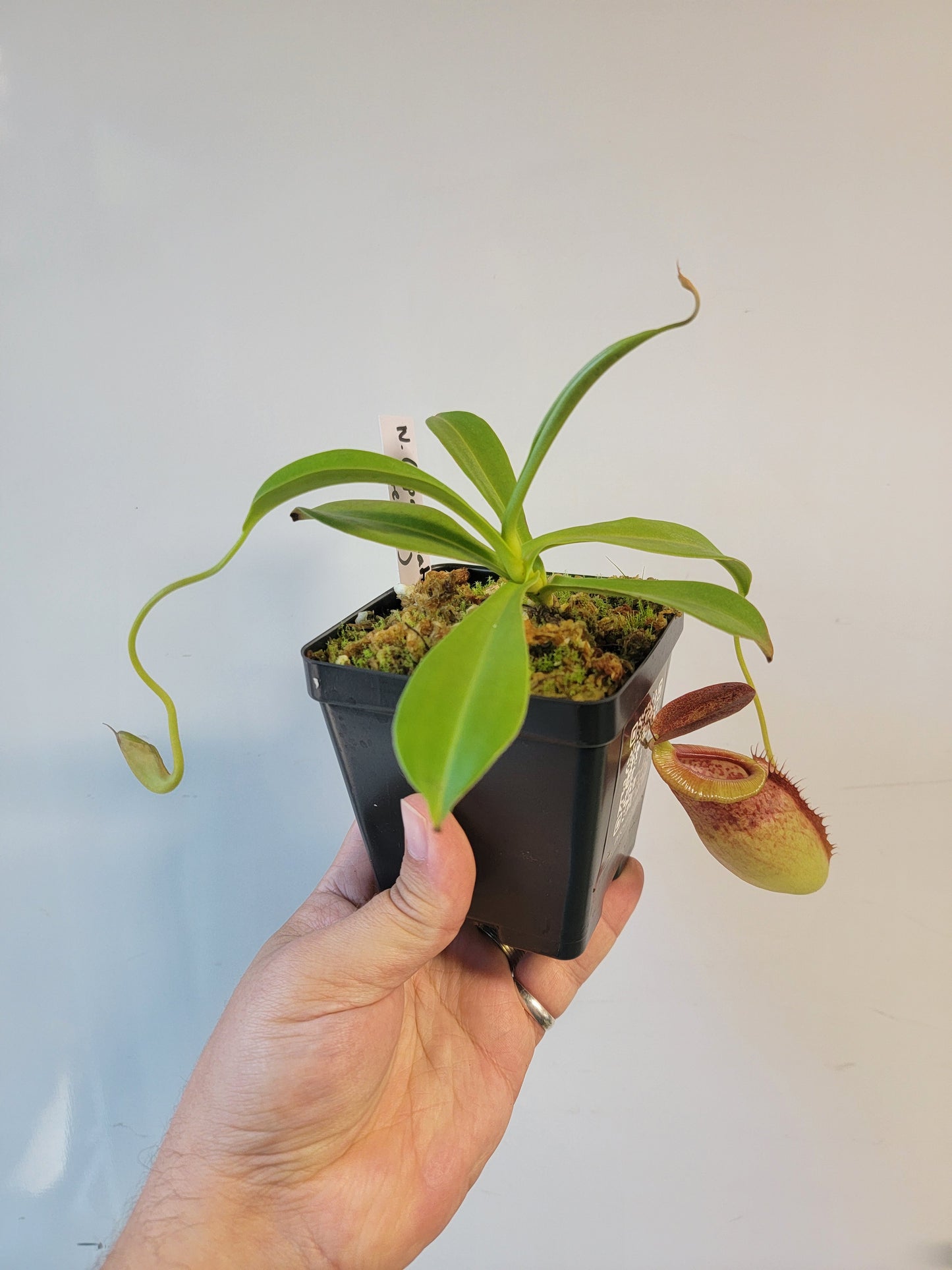 Nepenthes spathulata x tenuis BE