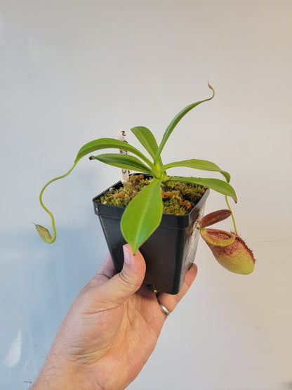 Nepenthes spathulata x tenuis BE