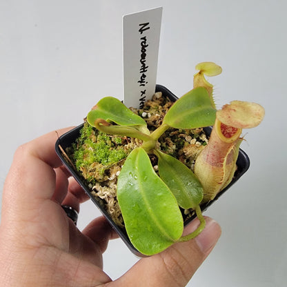 Nepenthes robcantleyi x veitchii 'Sungai Samba' BE