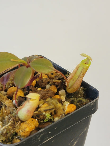 Nepenthes palawanensis BCP