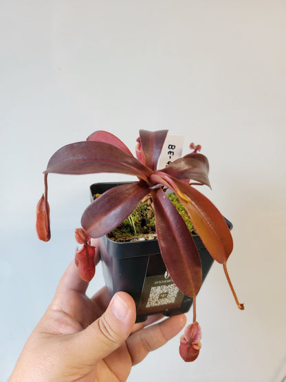 Nepenthes diabolica x burbidgeae BE