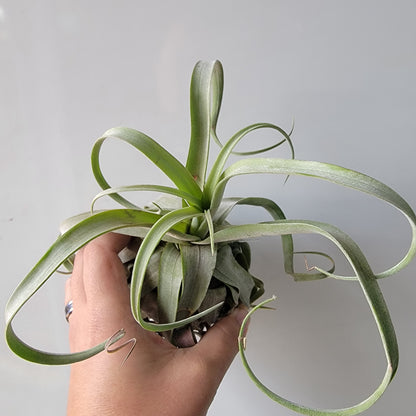 Tillandsia Streptophylla 6"