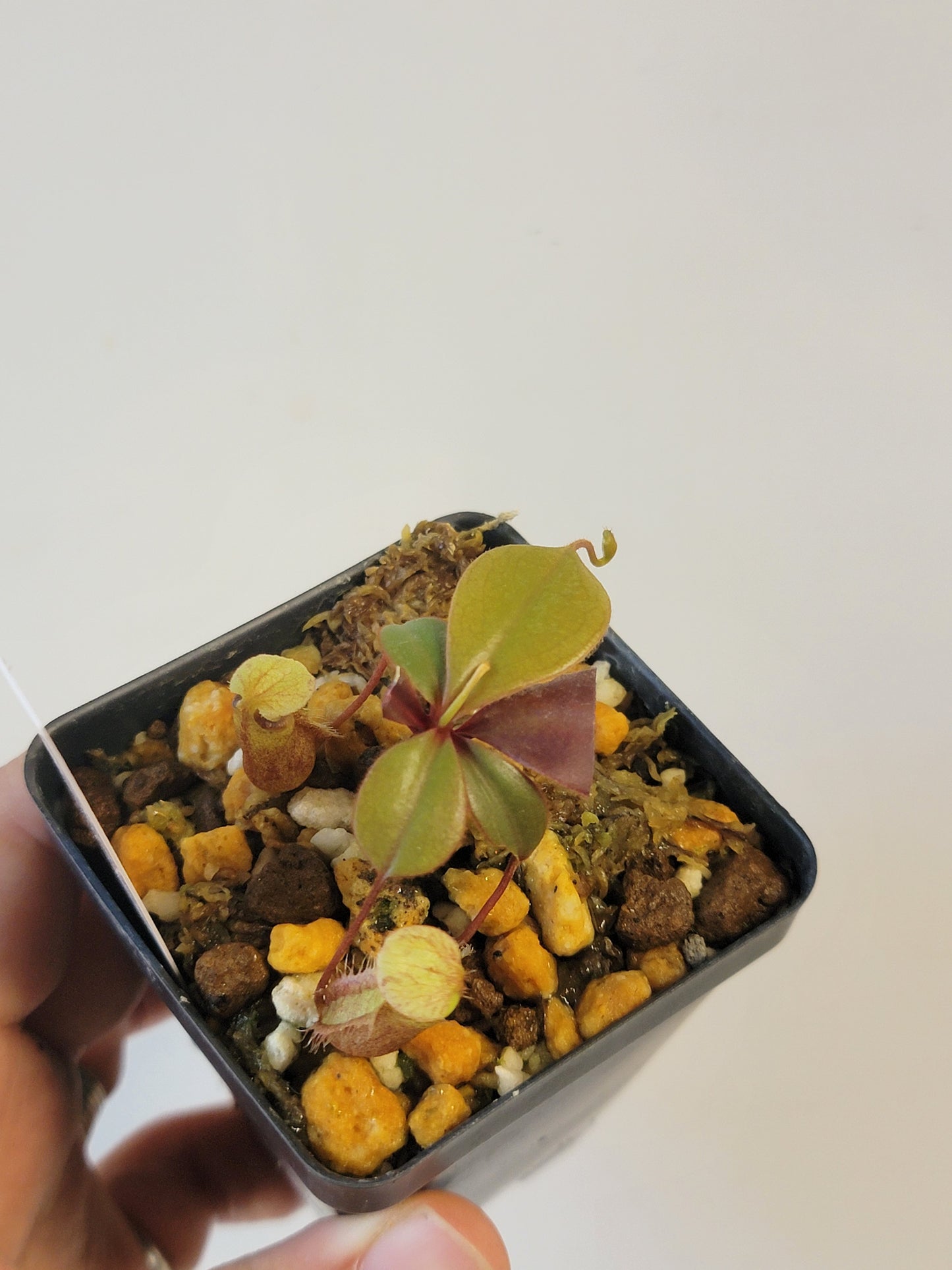 Nepenthes palawanensis BCP