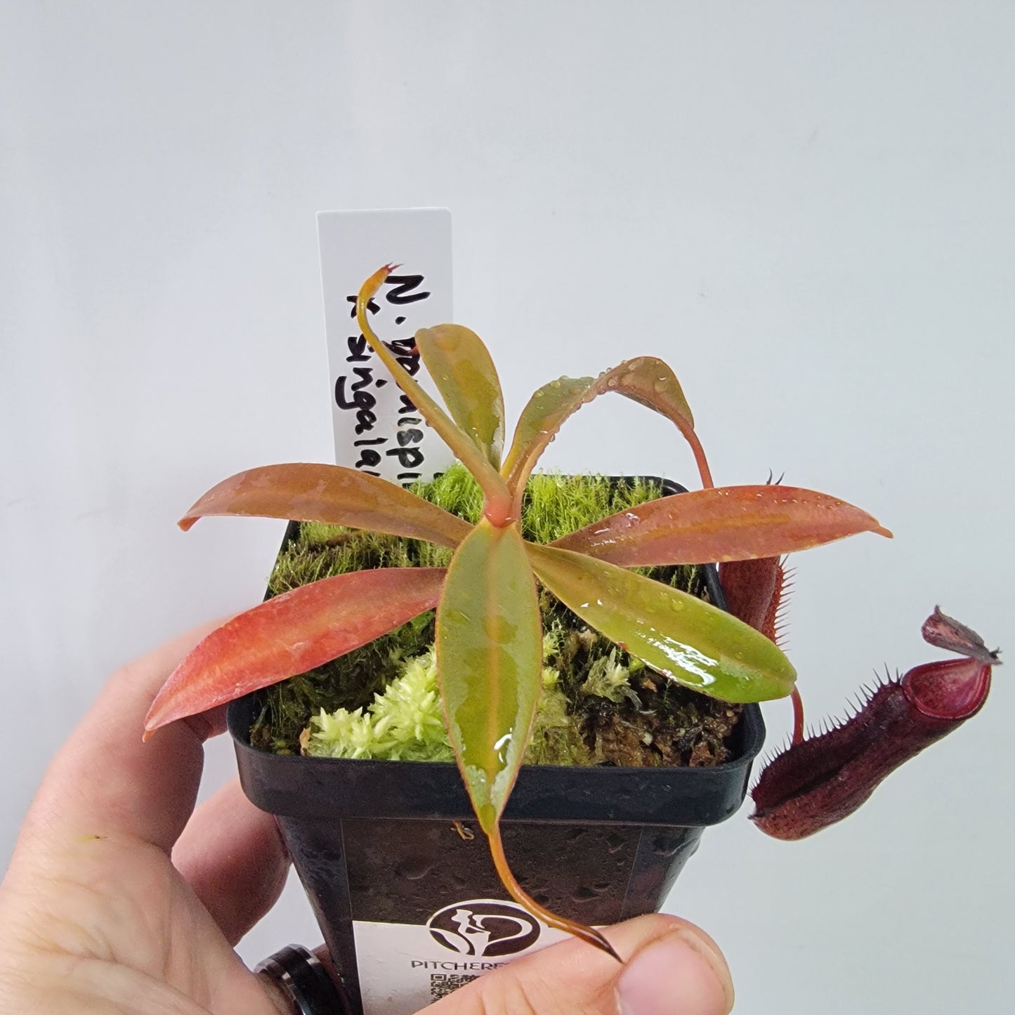 Nepenthes ramispina x singalana BE