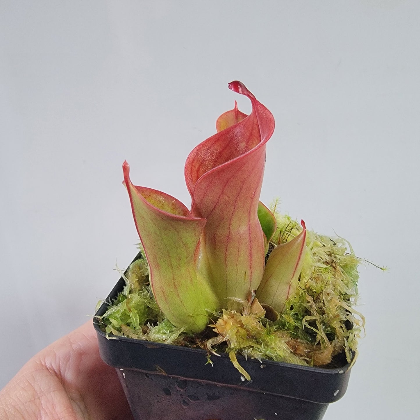 Heliamphora heterodoxa x minor