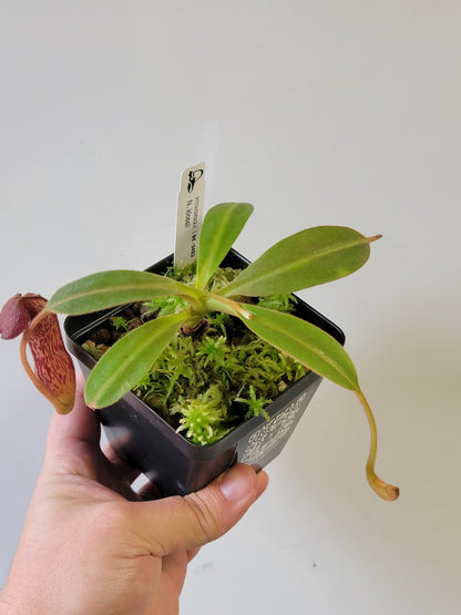 Nepenthes klossii 'True Clone' BE