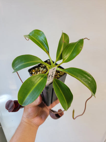 Nepenthes rajah x lowii BE