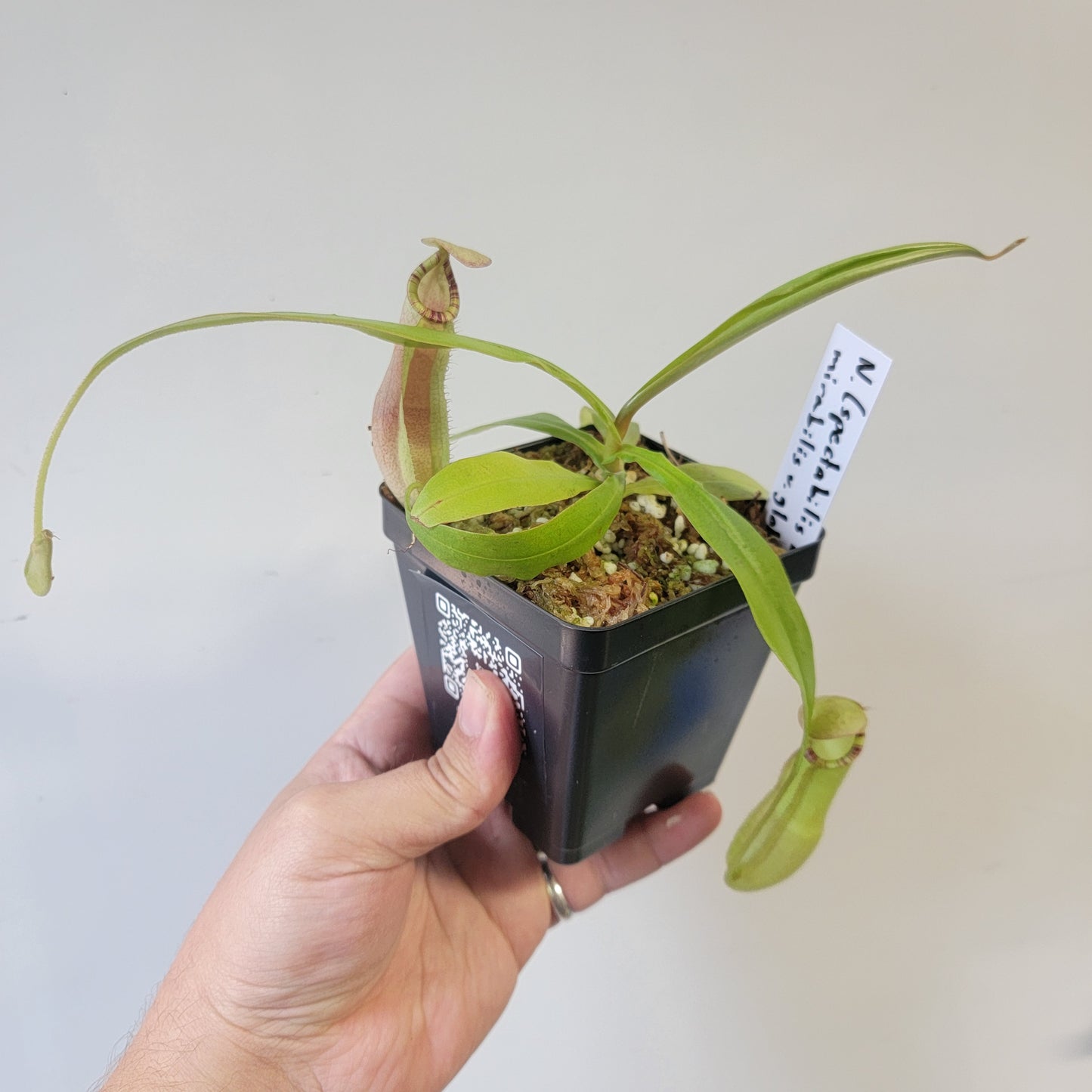 Nepenthes spectabilis x mirabilis var. globosa BE