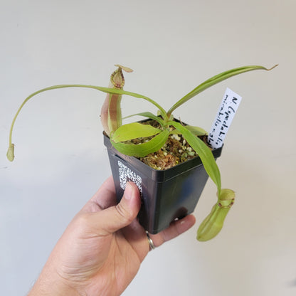 Nepenthes spectabilis x mirabilis var. globosa BE