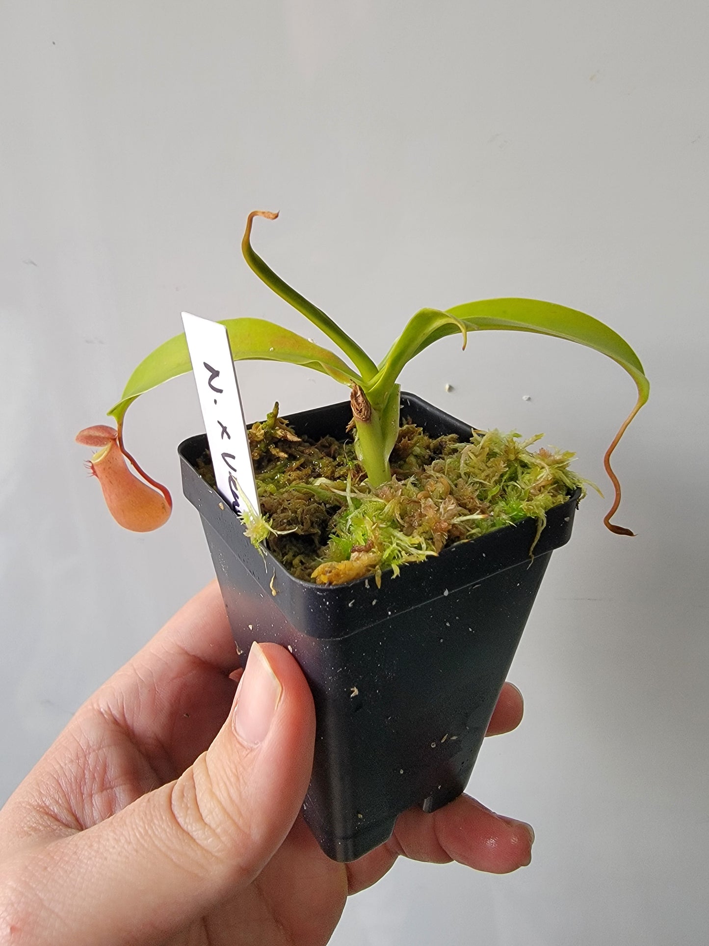 Nepenthes "Ventrata"