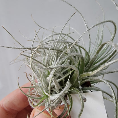 Tillandsia tectorum clump