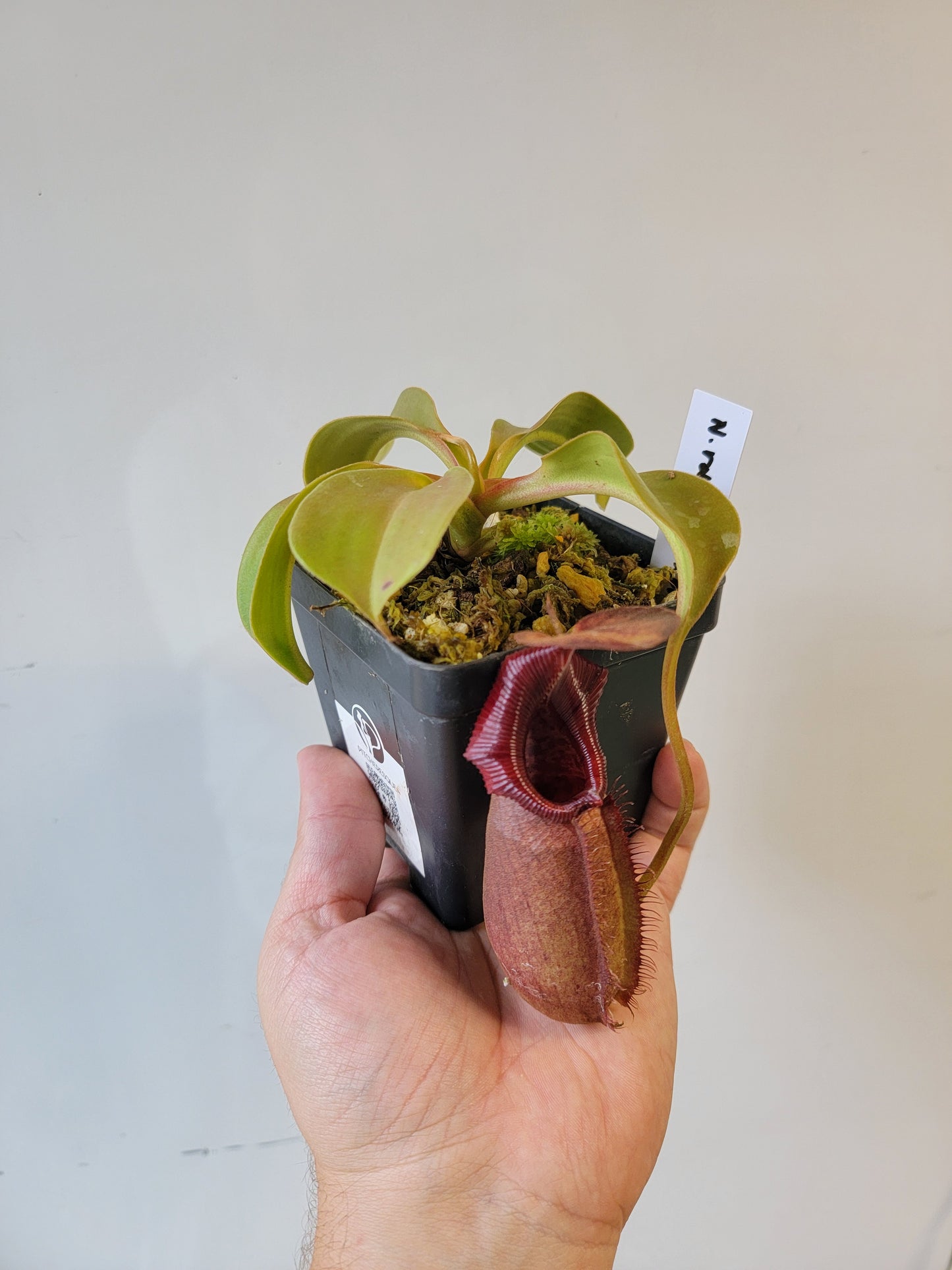 Nepenthes robcantleyi x ovata BE