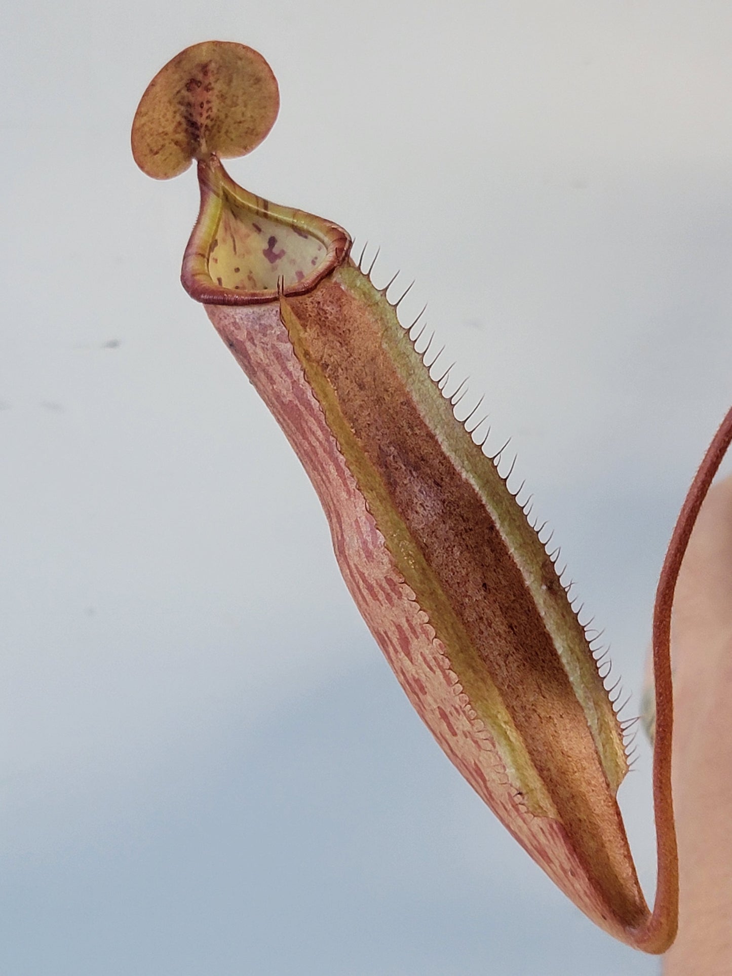 Nepenthes peltata x samudera BE