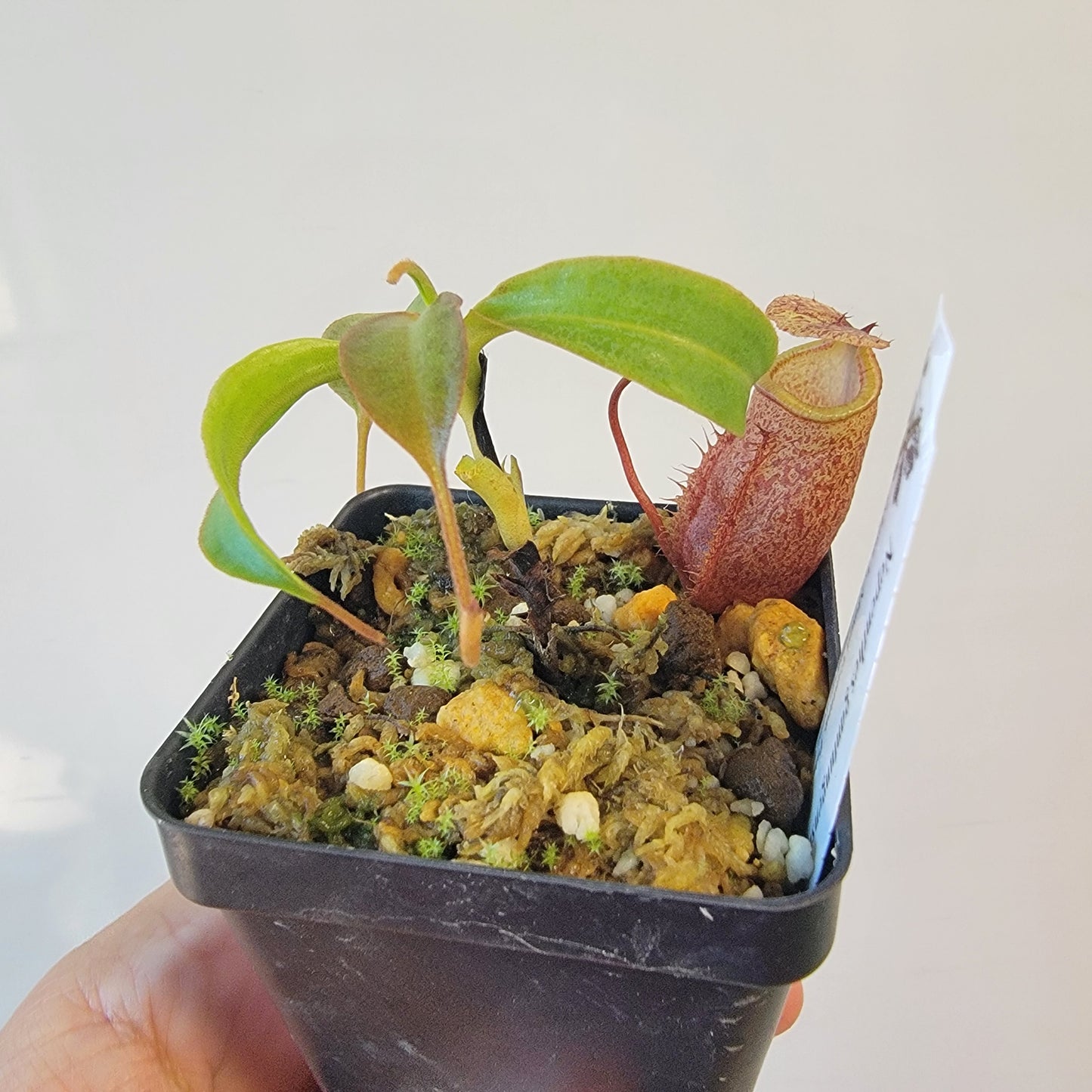 Nepenthes gantungensis BCP