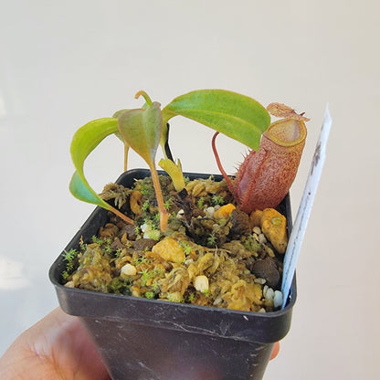Nepenthes gantungensis BCP