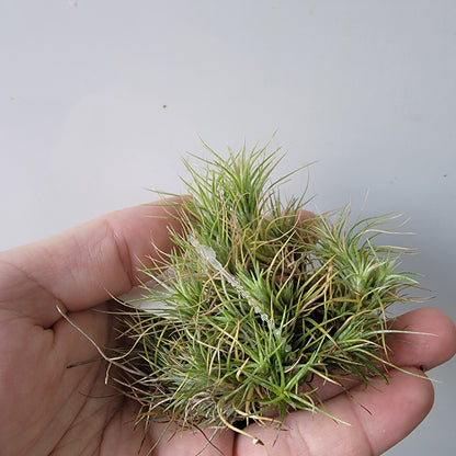 Tillandsia funckiana clump