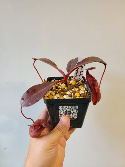 Nepenthes peltata x ephippiata BE