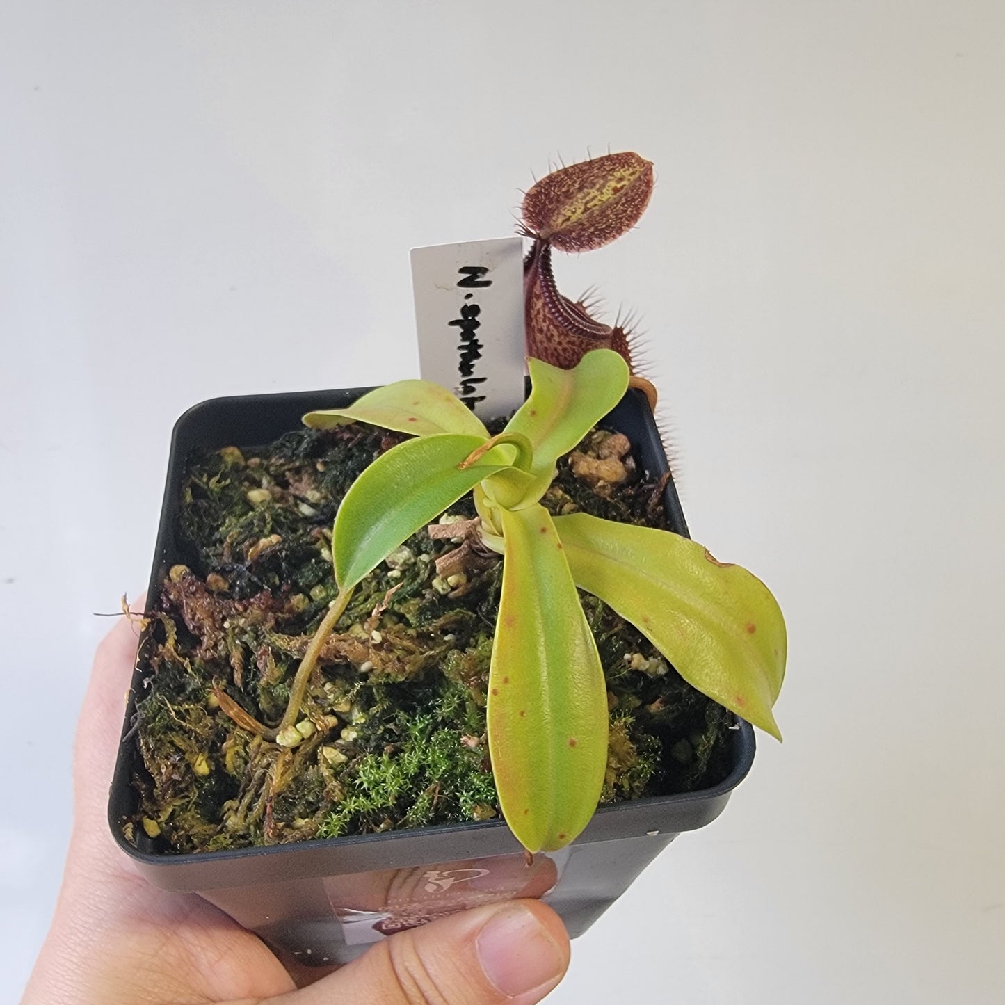 Nepenthes spathulata x hamata 'Tambusisi' BE