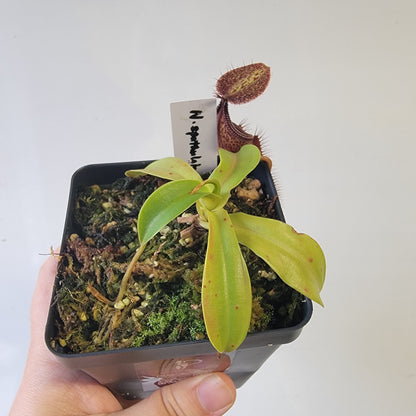 Nepenthes spathulata x hamata 'Tambusisi' BE