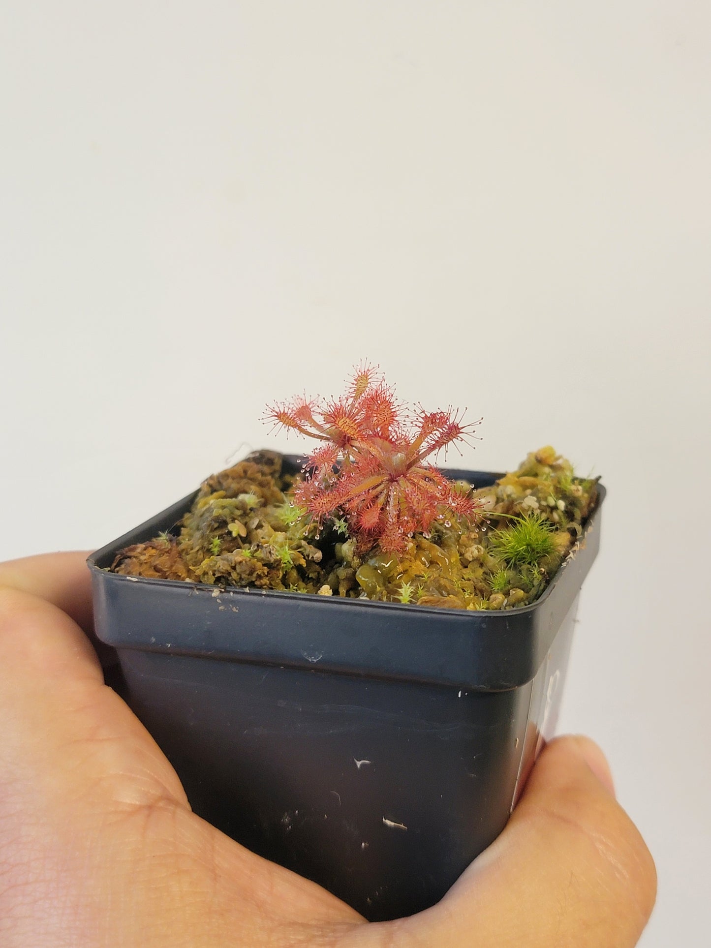 Drosera aff. roraimae BCP