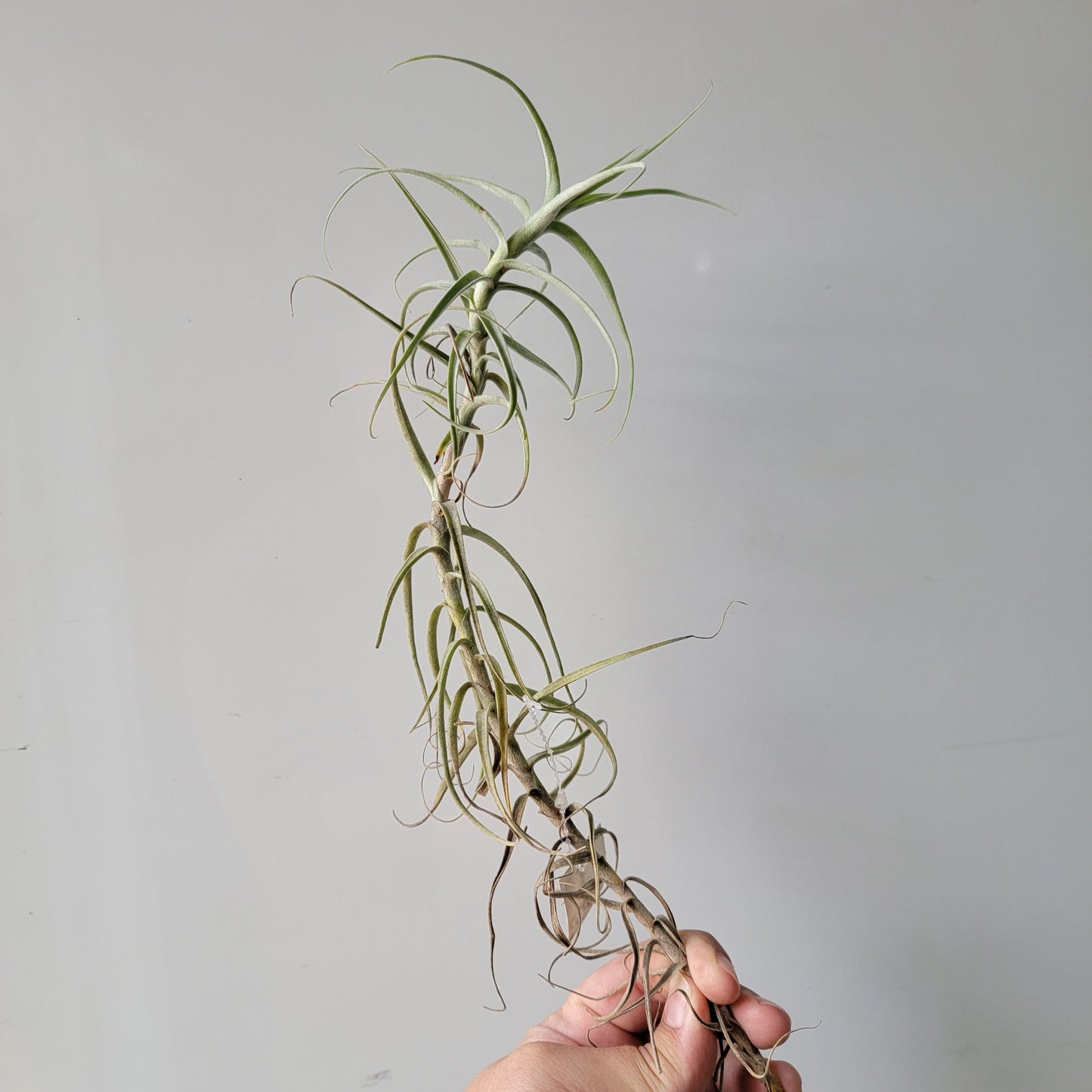 Tillandsia Paleaca X 10"