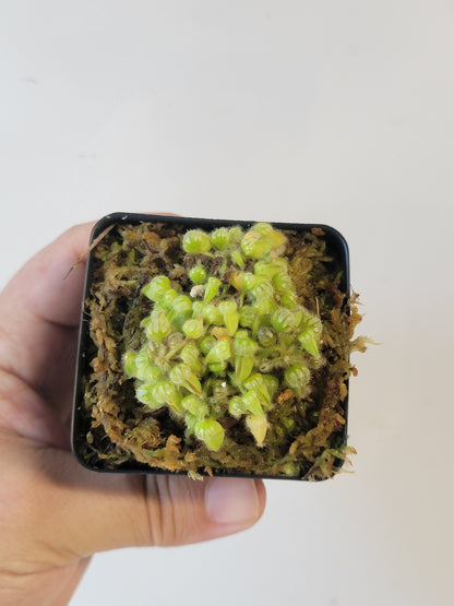 Cephalotus follicularis BCP