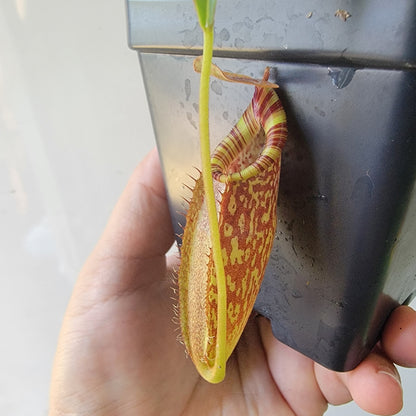 Nepenthes talangensis x spectabilis BE