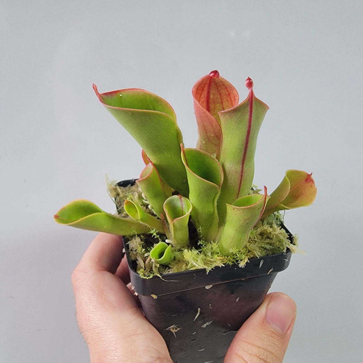 Heliamphora heterodoxa x minor