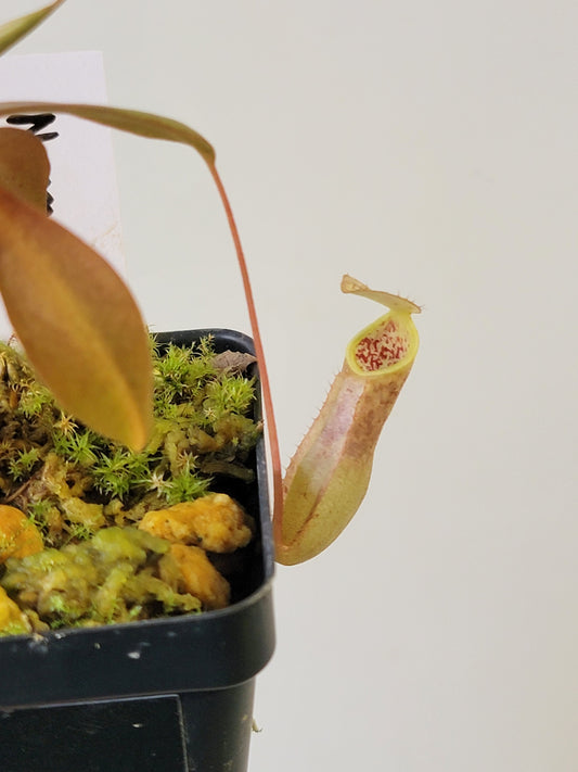Nepenthes mapuluensis BCP