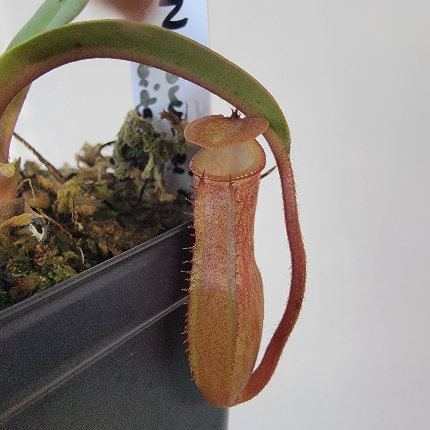 Nepenthes burkei x burbidgeae x edwardsiana BE