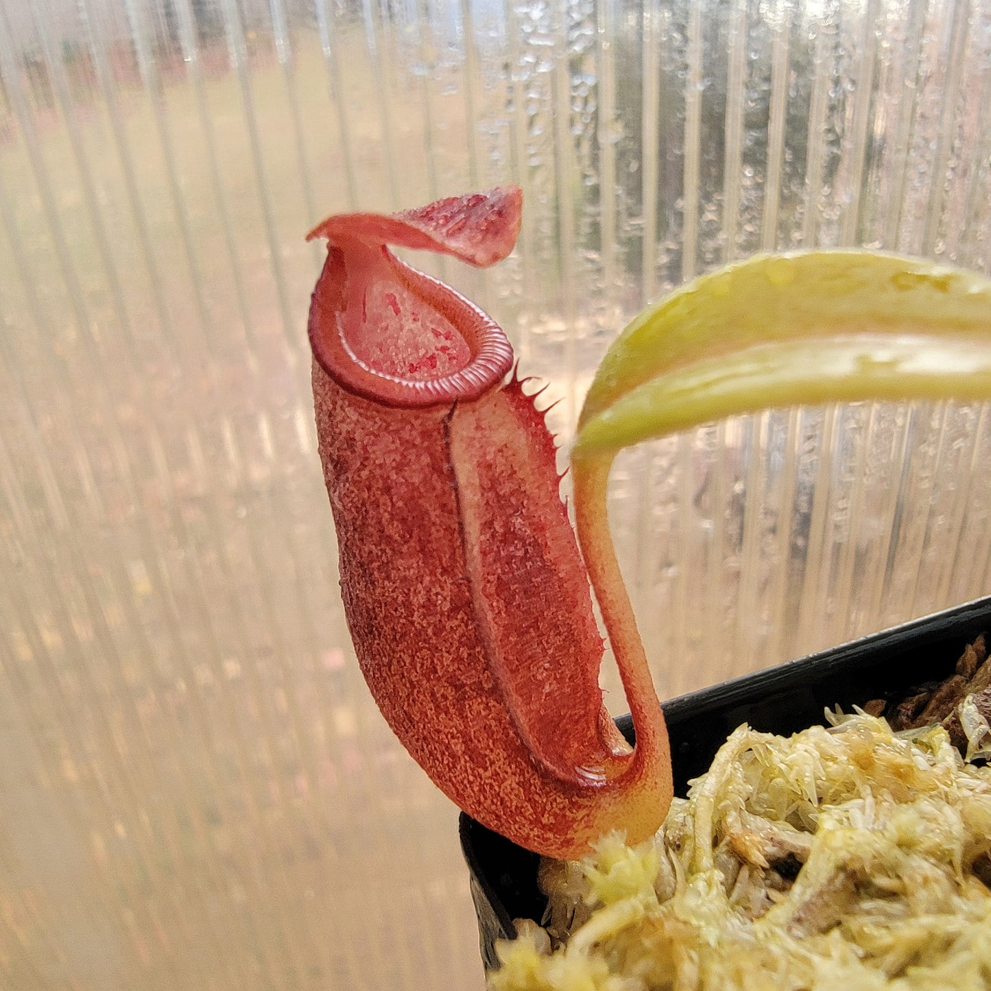 Nepenthes robcantleyi x jacquelineae BE