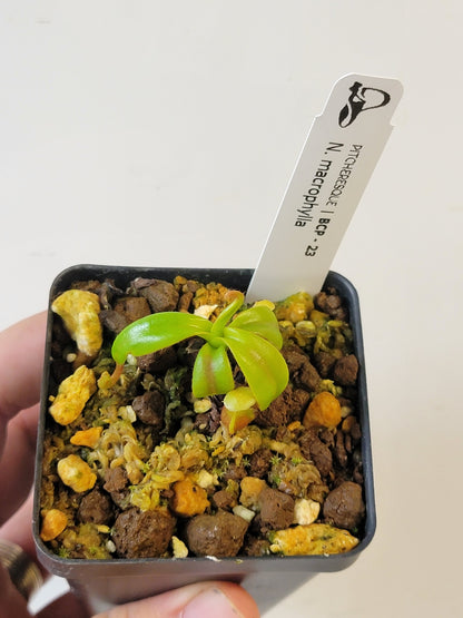 Nepenthes macrophylla BCP