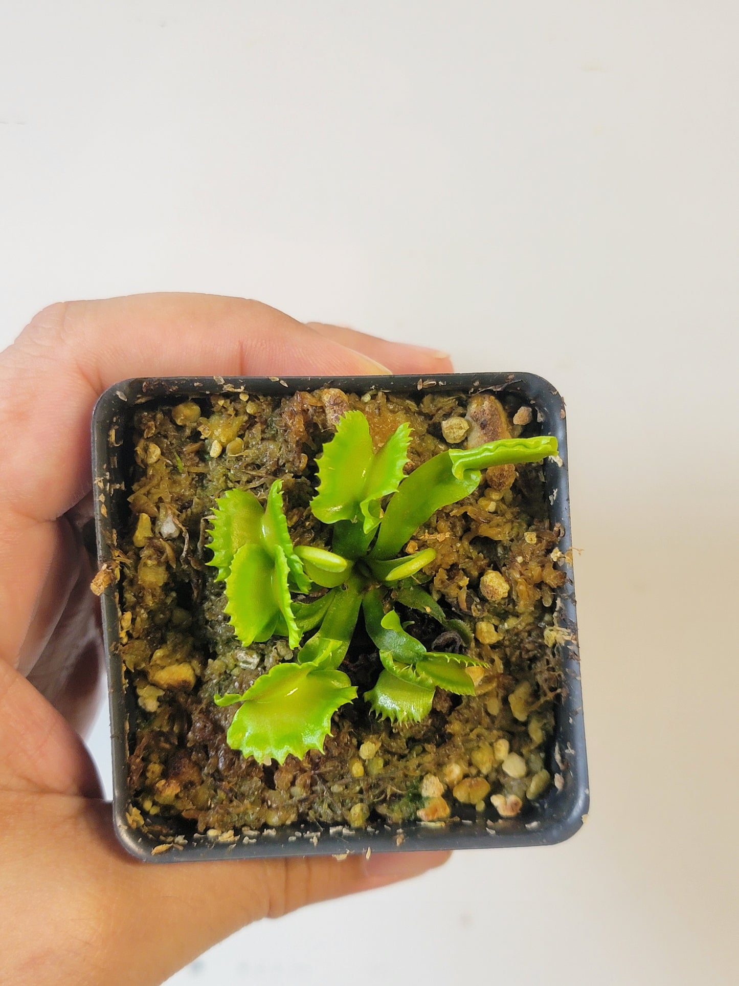 Dionaea musc. "Red Fox"