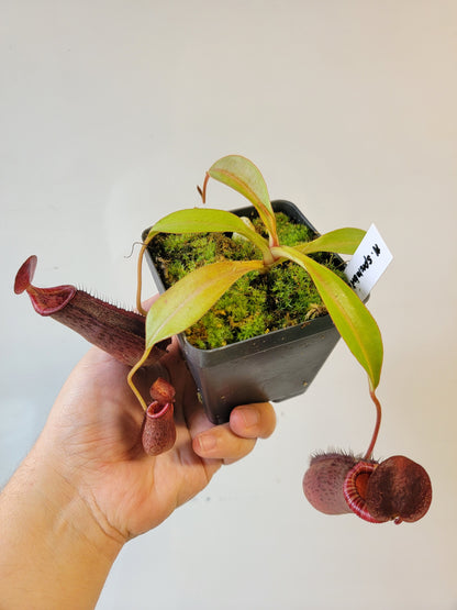 Nepenthes spectabilis x lowii BE