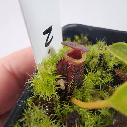 Nepenthes lowii BE *New Clone*