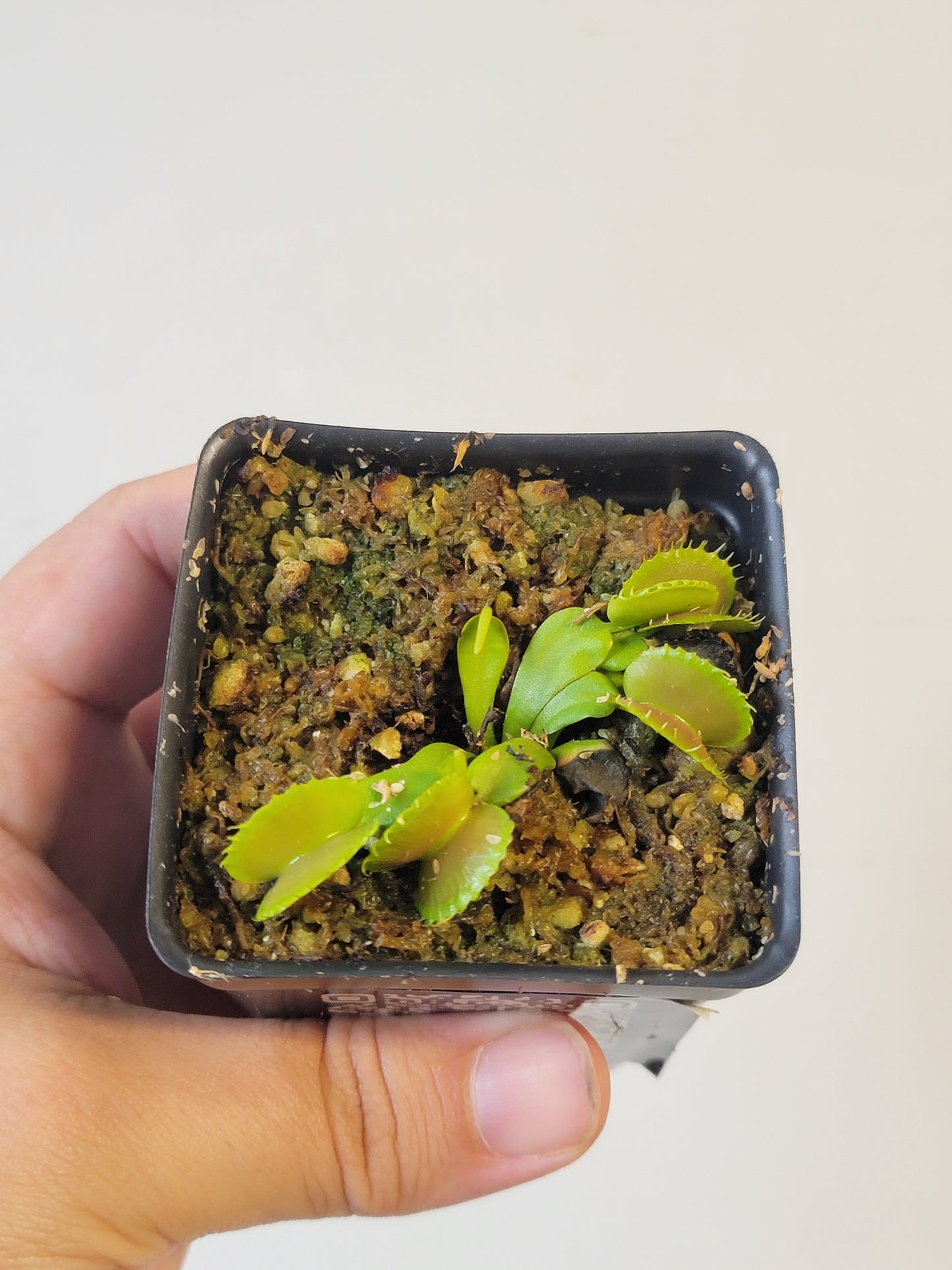 Dionaea musc. "Villarica"
