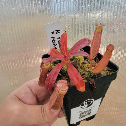 Nepenthes ramispina x reinwardtiana BE