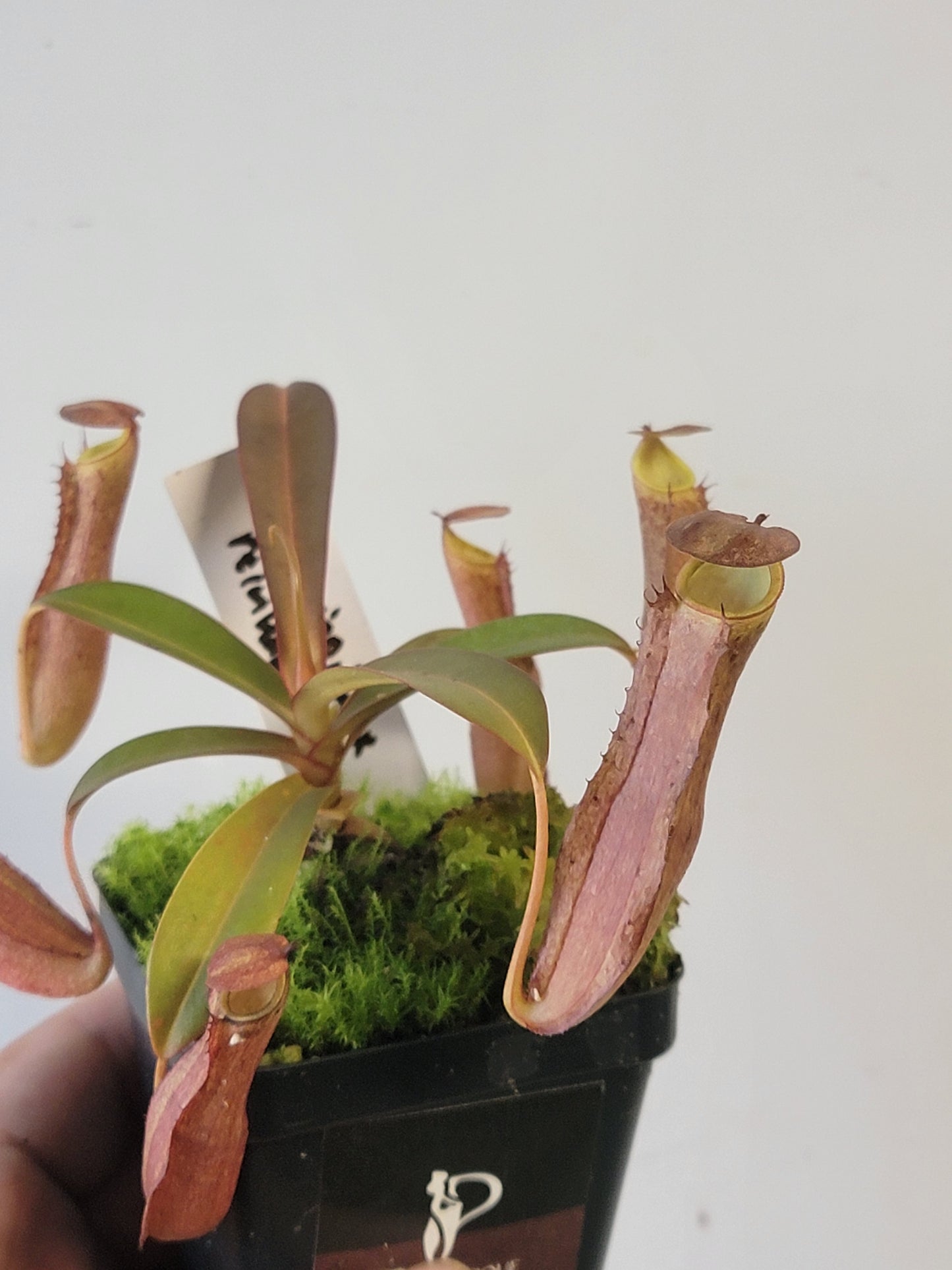 Nepenthes ramispina x reinwardtiana BE